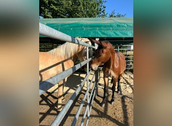 Mule, Gelding, 9 years, 14,2 hh, Brown