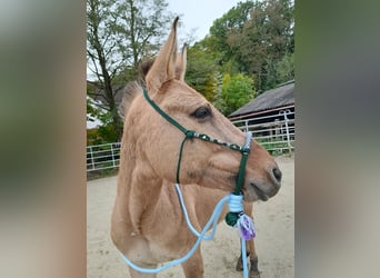 Mule Mix, Gelding, 9 years, 14,2 hh, Dun