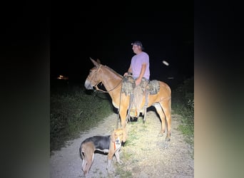 Mule, Gelding, 9 years, 14,3 hh, Sorrel