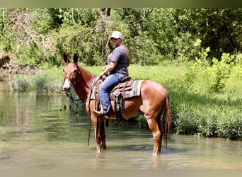 Mule, Gelding, 9 years, 14,3 hh, Sorrel