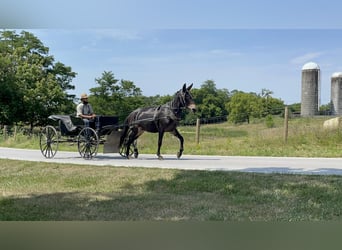 Mule, Gelding, 9 years, 15,2 hh, Black