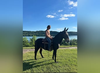 Mule, Gelding, 9 years, 15,2 hh, Black