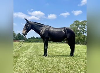 Mule, Gelding, 9 years, 15,2 hh, Black