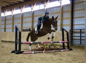 Mule, Gelding, 9 years, 15 hh, Chestnut