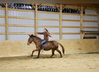 Mule, Gelding, 9 years, 15 hh, Chestnut