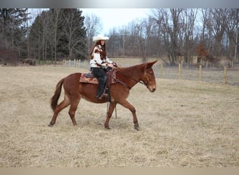 Mule, Gelding, 9 years, 15 hh, Chestnut