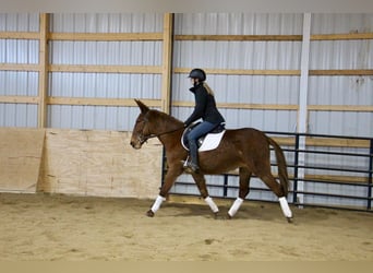 Mule, Gelding, 9 years, 15 hh, Chestnut