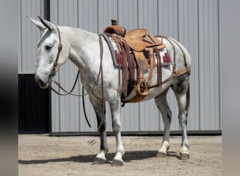 Mule, Gelding, 9 years, 15 hh, Grey
