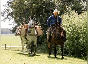 Mule, Gelding, 9 years, 15 hh, Grey