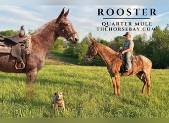 Mule, Gelding, 9 years, 15 hh, Roan-Red