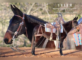 Mule, Gelding, 9 years, Black