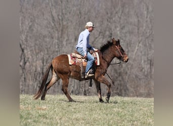 Mule, Gelding, 9 years, Dun