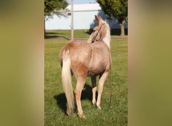 Mule, Hongre, 10 Ans, 145 cm, Palomino