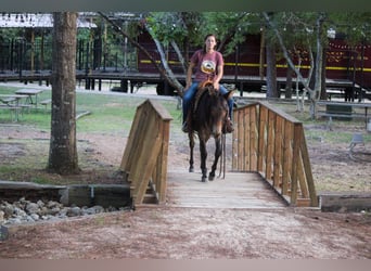 Mule, Hongre, 10 Ans, 147 cm, Bai cerise