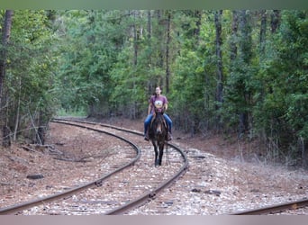 Mule, Hongre, 10 Ans, 147 cm, Bai cerise