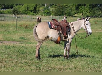Mule, Hongre, 10 Ans, 147 cm, Isabelle