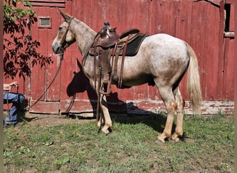 Mule, Hongre, 10 Ans, 150 cm, Rouan Rouge