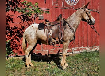 Mule, Hongre, 10 Ans, 150 cm, Rouan Rouge