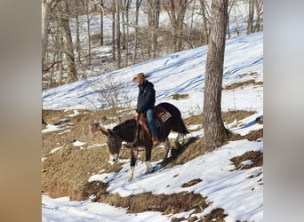 Mule, Hongre, 10 Ans, 157 cm, Bai cerise