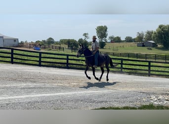 Mule, Hongre, 10 Ans, 157 cm, Noir