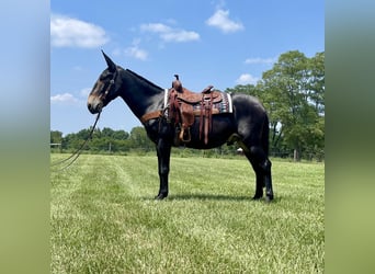 Mule, Hongre, 10 Ans, 157 cm, Noir