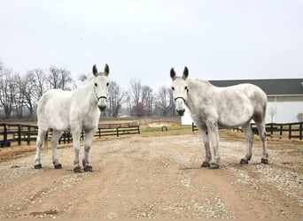 Mule, Hongre, 10 Ans, 170 cm, Blanc