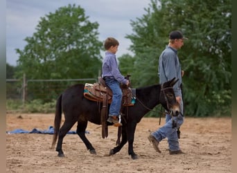 Mule, Hongre, 10 Ans, 99 cm, Noir