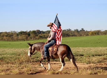 Mule, Hongre, 10 Ans, Buckskin