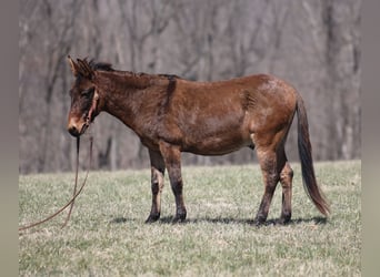 Mule, Hongre, 10 Ans, Isabelle