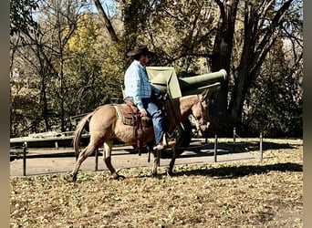 Mule, Hongre, 11 Ans, 132 cm, Isabelle