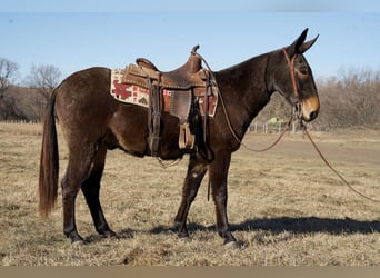 Mule, Hongre, 11 Ans, 142 cm, Bai