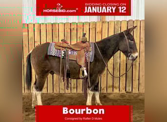 Mule, Hongre, 11 Ans, 142 cm