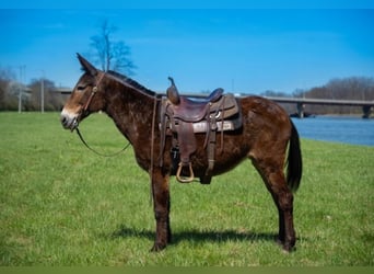 Mule, Hongre, 11 Ans, 147 cm, Bai cerise