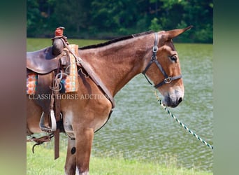 Mule, Hongre, 11 Ans, 152 cm, Bai cerise