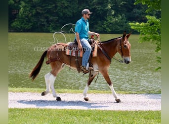 Mule, Hongre, 11 Ans, 152 cm, Bai cerise