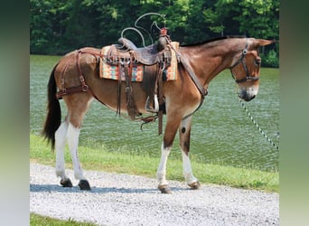 Mule, Hongre, 11 Ans, 152 cm, Bai cerise