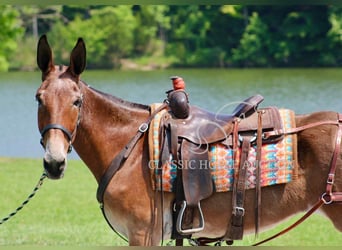 Mule, Hongre, 11 Ans, 152 cm, Bai cerise