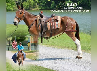 Mule, Hongre, 11 Ans, 152 cm, Bai cerise
