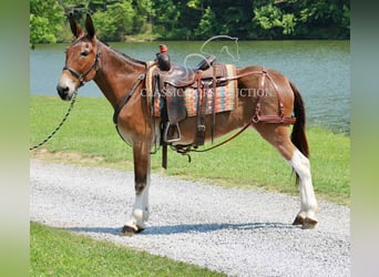 Mule, Hongre, 11 Ans, 152 cm, Bai cerise