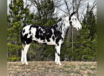 Mule, Hongre, 11 Ans, 152 cm, Tobiano-toutes couleurs