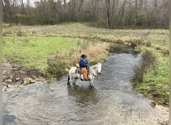 Mule, Hongre, 11 Ans, 155 cm, Gris