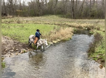 Mule, Hongre, 11 Ans, 155 cm, Gris