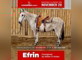 Mule, Hongre, 11 Ans, 155 cm, Gris