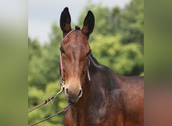 Mule, Hongre, 11 Ans, 157 cm, Bai cerise