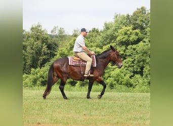 Mule, Hongre, 11 Ans, 157 cm, Bai cerise