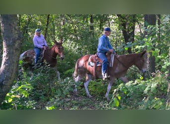 Mule, Hongre, 11 Ans, 160 cm, Pinto
