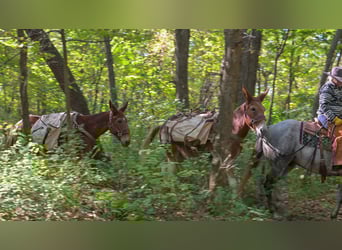 Mule, Hongre, 11 Ans, 160 cm, Pinto