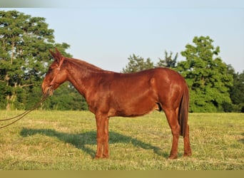 Mule, Hongre, 11 Ans, Alezan brûlé