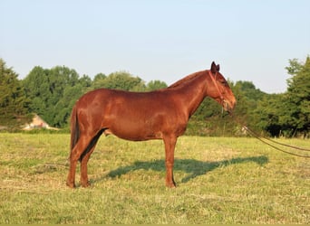 Mule, Hongre, 11 Ans, Alezan brûlé