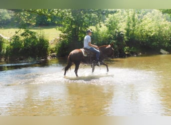 Mule, Hongre, 11 Ans, Alezan brûlé